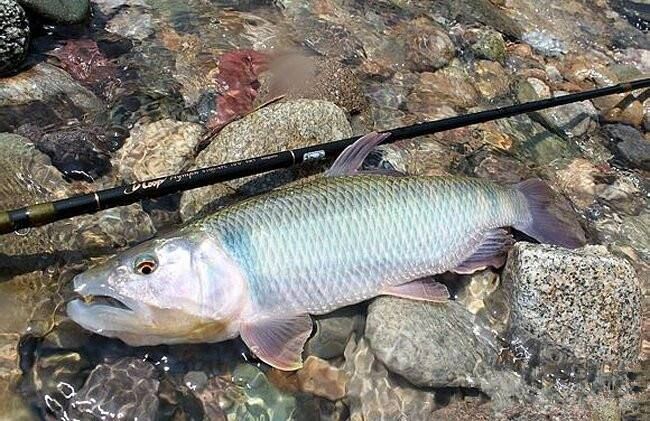 馬口魚